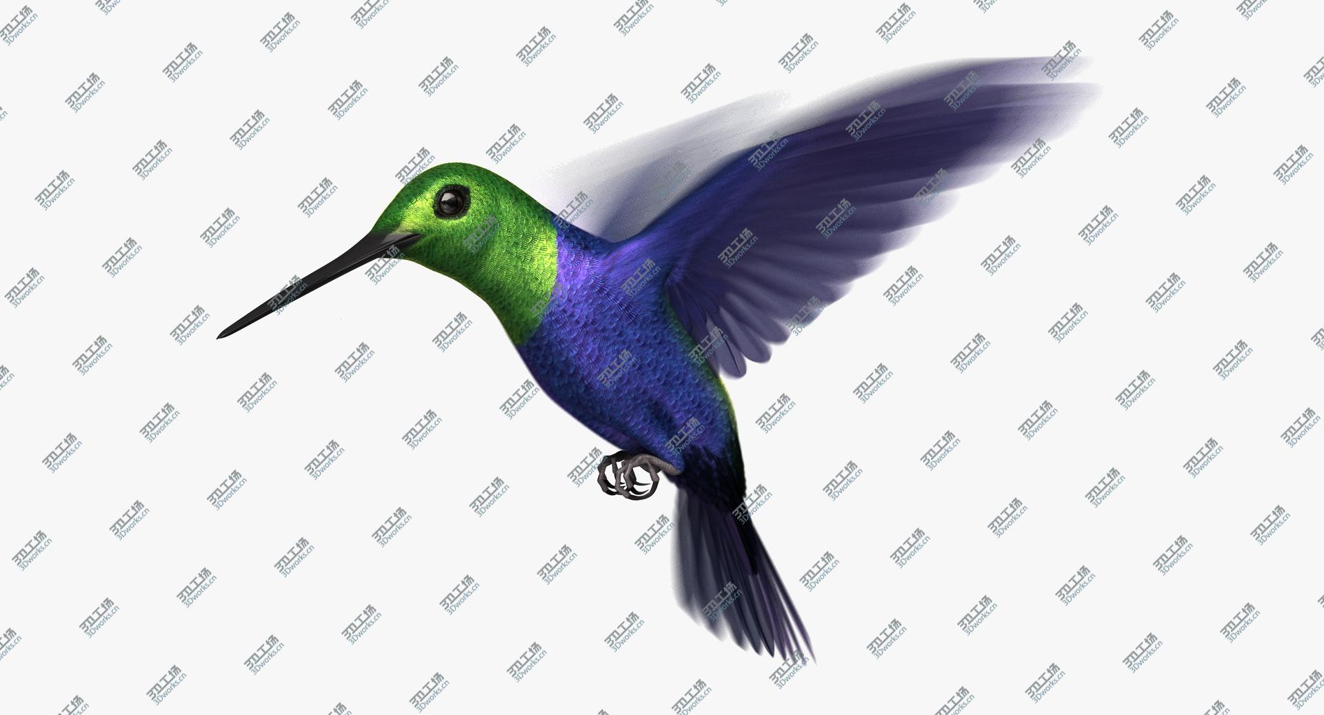 images/goods_img/202104092/Green-Crowned Woodnymph Hummingbird (Animated) model/2.jpg